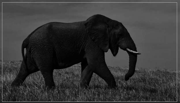 Transformar una imagen en color en blanco y negro7.PNG